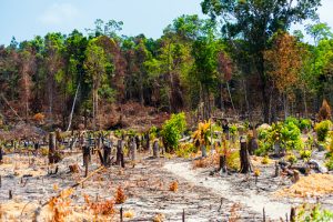 Selva tropica quemada en Camboya 