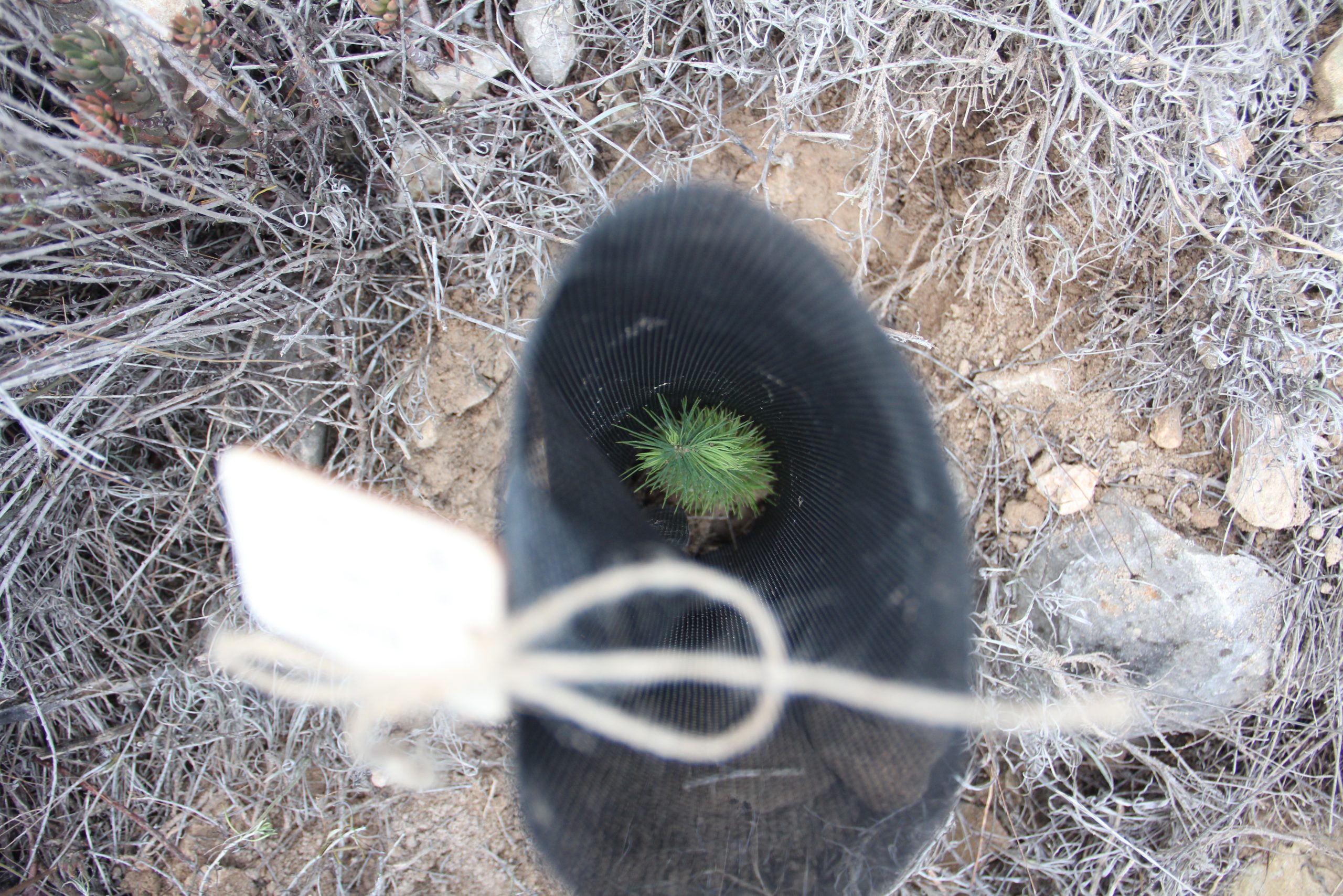 Plantón recién plantado con su protector en el Rincón Bello de Petrer
